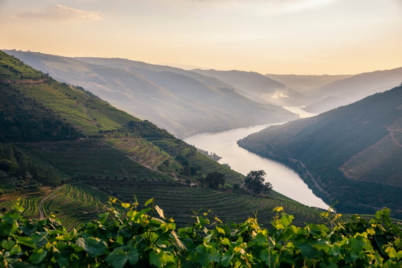 Image 13 : Vin à Lintgen : Caves au Porto Roi - MP