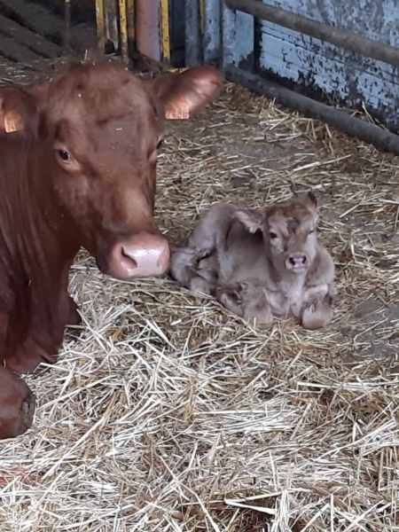 Image 4 : Alimentation biologique à Capellen : BioButtek Wilhelm